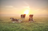 few cows relaxed on pasture