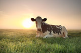 relaxed cow on pasture at sunrise
