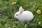 White Easter rabbit