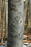 Carved sweetheart tree in the woods