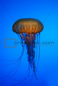 Medusa jellyfish