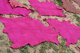 Pink leather dries in ancient city of Fez