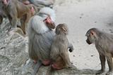 Baboons family