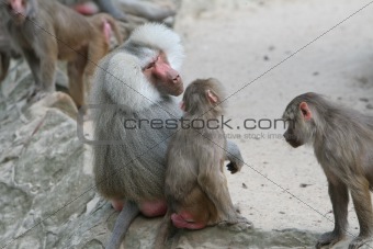 Baboons family
