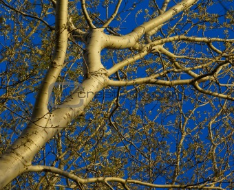 abstract picture of white poplar