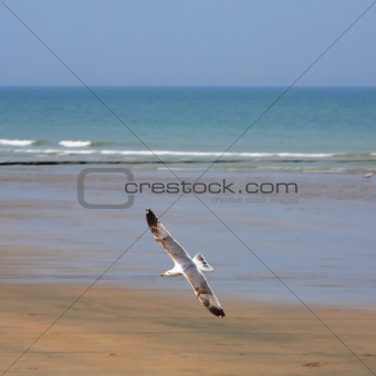 Seagull over a beach