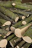 The sawn logs
