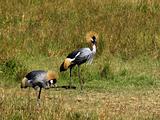 East African Crowned Crane 