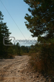 Road in pine wood on bay coast