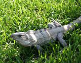 Yucatan Iguana
