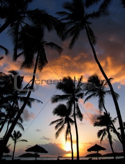 Sunrise through the Palms