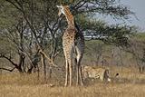 Giraffe, baby and staking lion