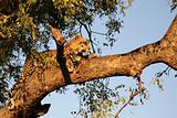 Leopard in a tree 