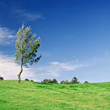 Pine Tree on green field