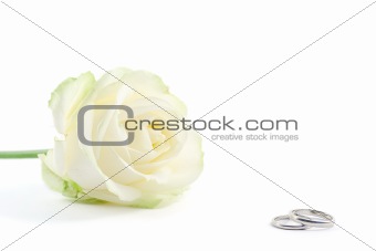 wedding rings and a rose