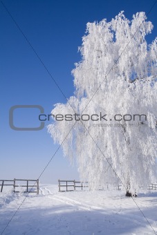 Frosty tree by the snowy path