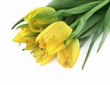 bunch of yellow tulips