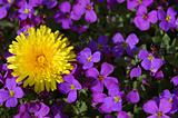 dandilion and violets