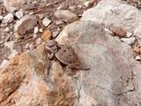 Mountain Short-horned Lizard