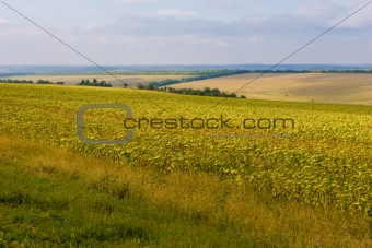yellow landscape