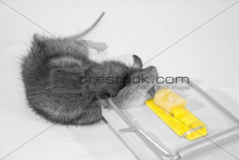 Rat in trap