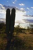 Double saguaro cactus