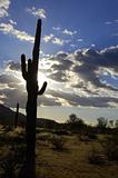Tall saguaro cactus