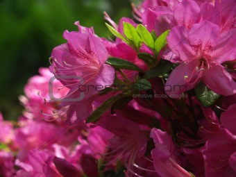 Hot Pink Azalea blooms, with back-lit leaves