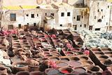 Leather soaks in Fez, Morocco