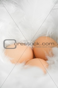 White Feathers Nest
