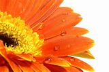 orange gerber daisy with water drops