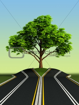 tree in the middle of road