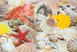 Starfish and seashells
