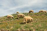 Idyllic sheeps gazing in calendula meadow