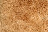 Brown fur background texture