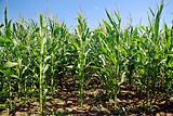 field of green corn