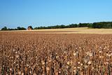 Field with rape poppy