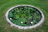 Garden pond with water lotus