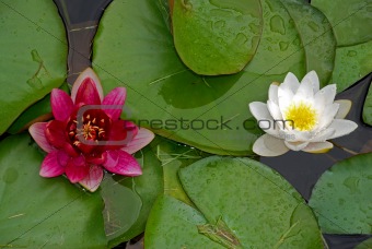 Two water lilies
