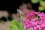 Swallowtail on a flower