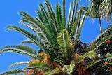 Tropical palm