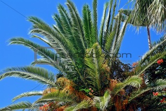Tropical palm