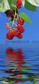Fresh raspberries mirror