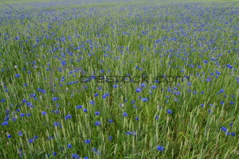 Blue cornflowers