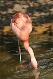 Ping flamingo drinks