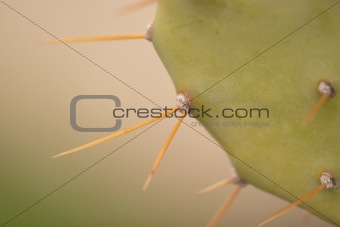 close-up of a cactus's splinters