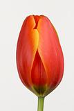close tulip over white