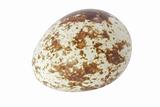 The quail's egg