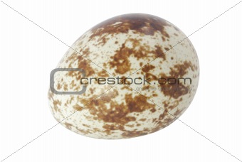 The quail's egg