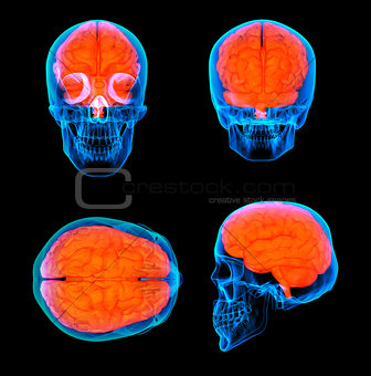 3d render human red brain X ray